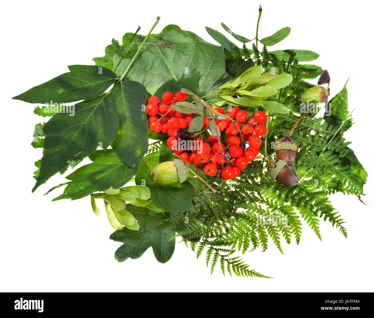 still life, leaf, isolated, tree, flora, botany, summer, summerly, oak, fern, Stock Photo