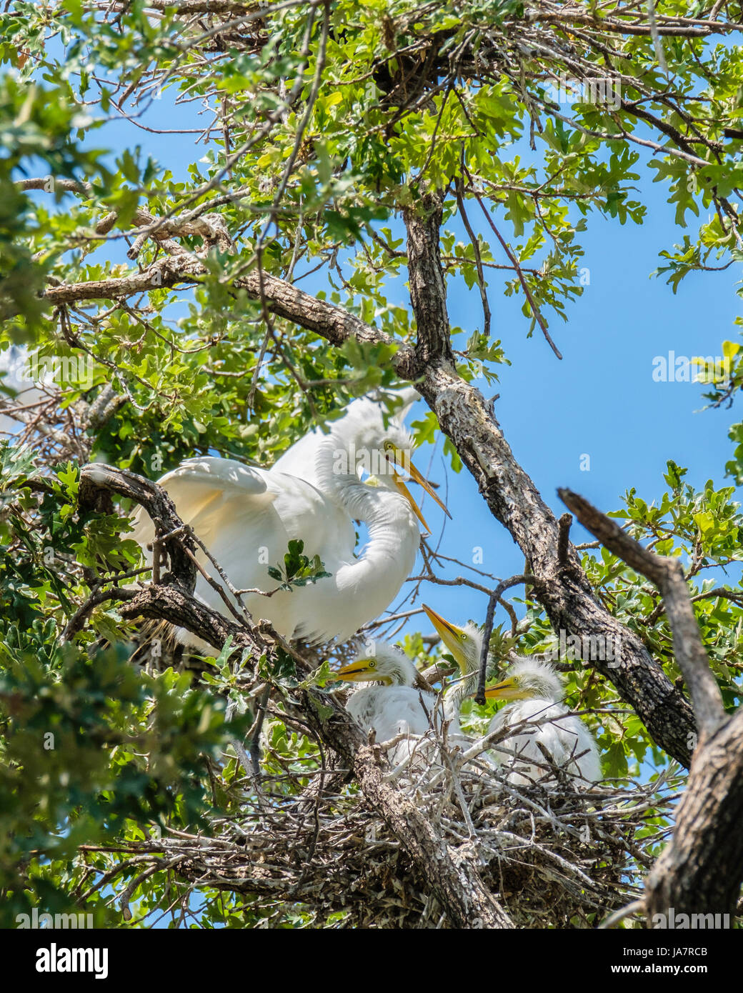Great Egret parent returns to her oak tree nest to feed her young in