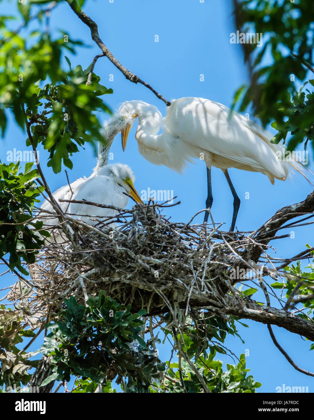 Great Egret female parent, Ardea alba, feeding her young in an oak tree nest in Oklahoma City