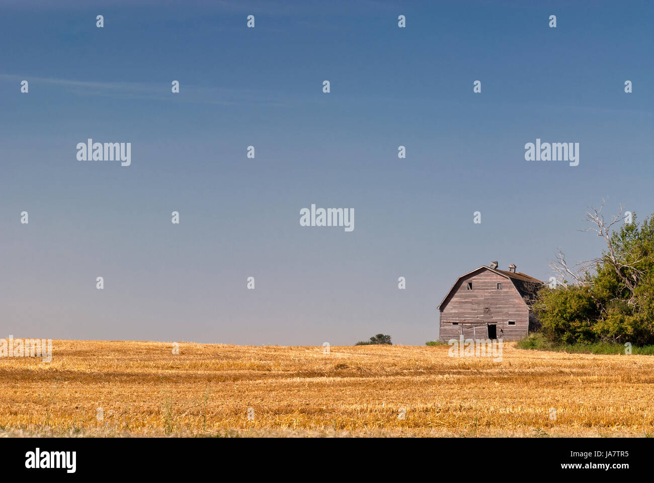 iconic wooden barn in prairie farmland Stock Photo