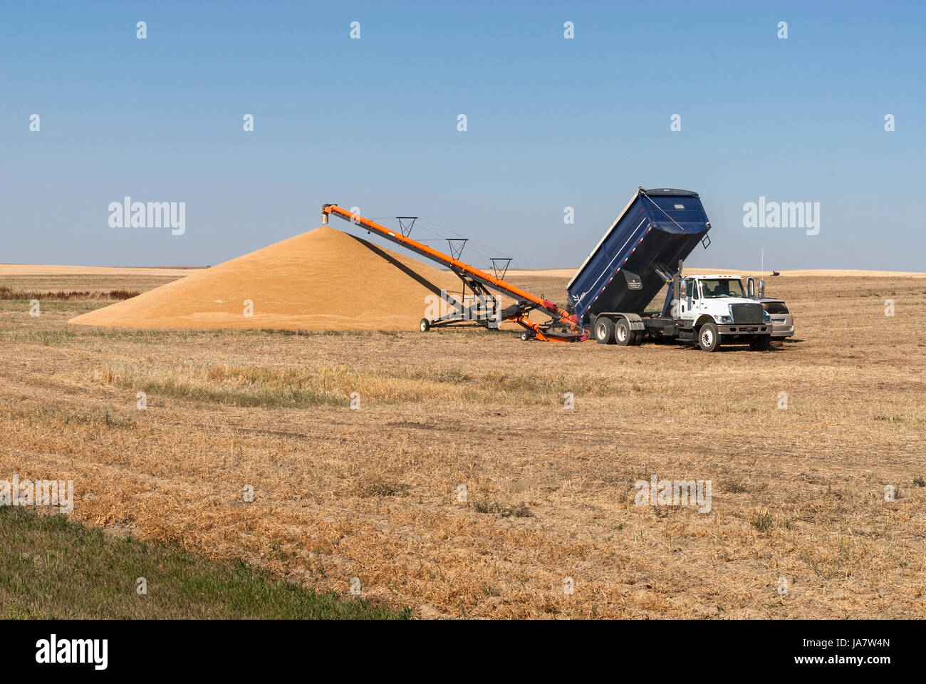 Truck unloading grain Stock Photo