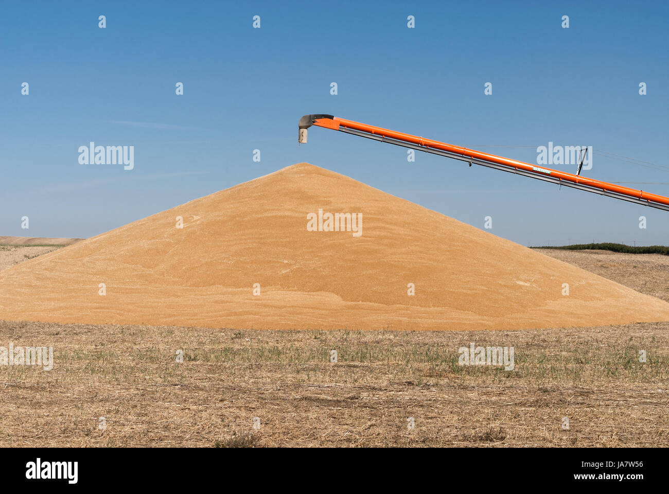 grain auger beside and over a large pile of harvested grain Stock Photo