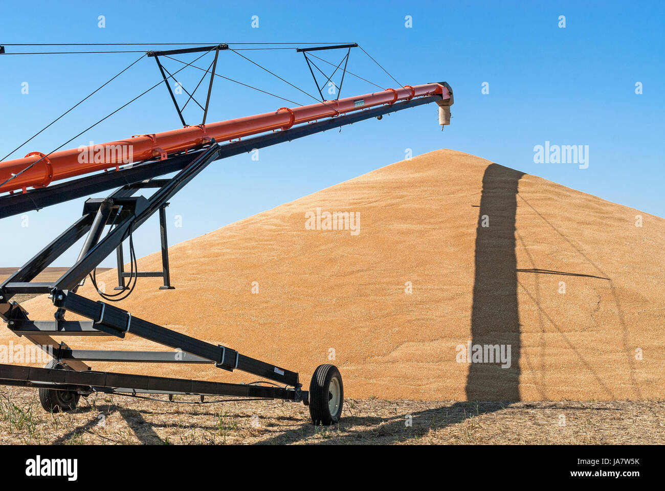 grain auger beside and over a large pile of harvested grain Stock Photo