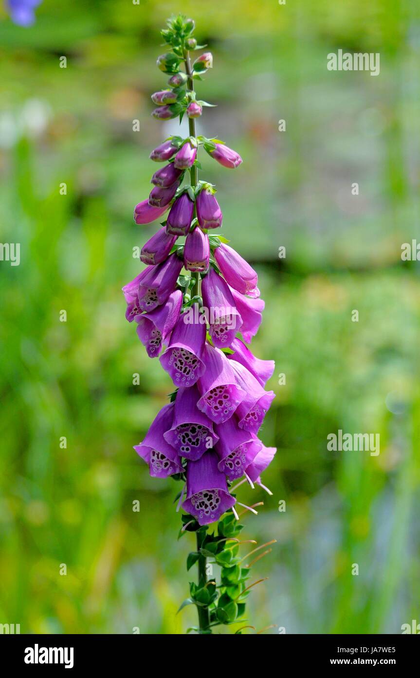 roter Fingerhut blühend im Garten, Roter Fingerhut (Digitalis purpurea), Fingerhut, Fingerkraut, Fuchskraut, Schwulstkraut, Unserer-lieben-Frauen-Handschuh, Waldglöckchen, Waldschelle Stock Photo