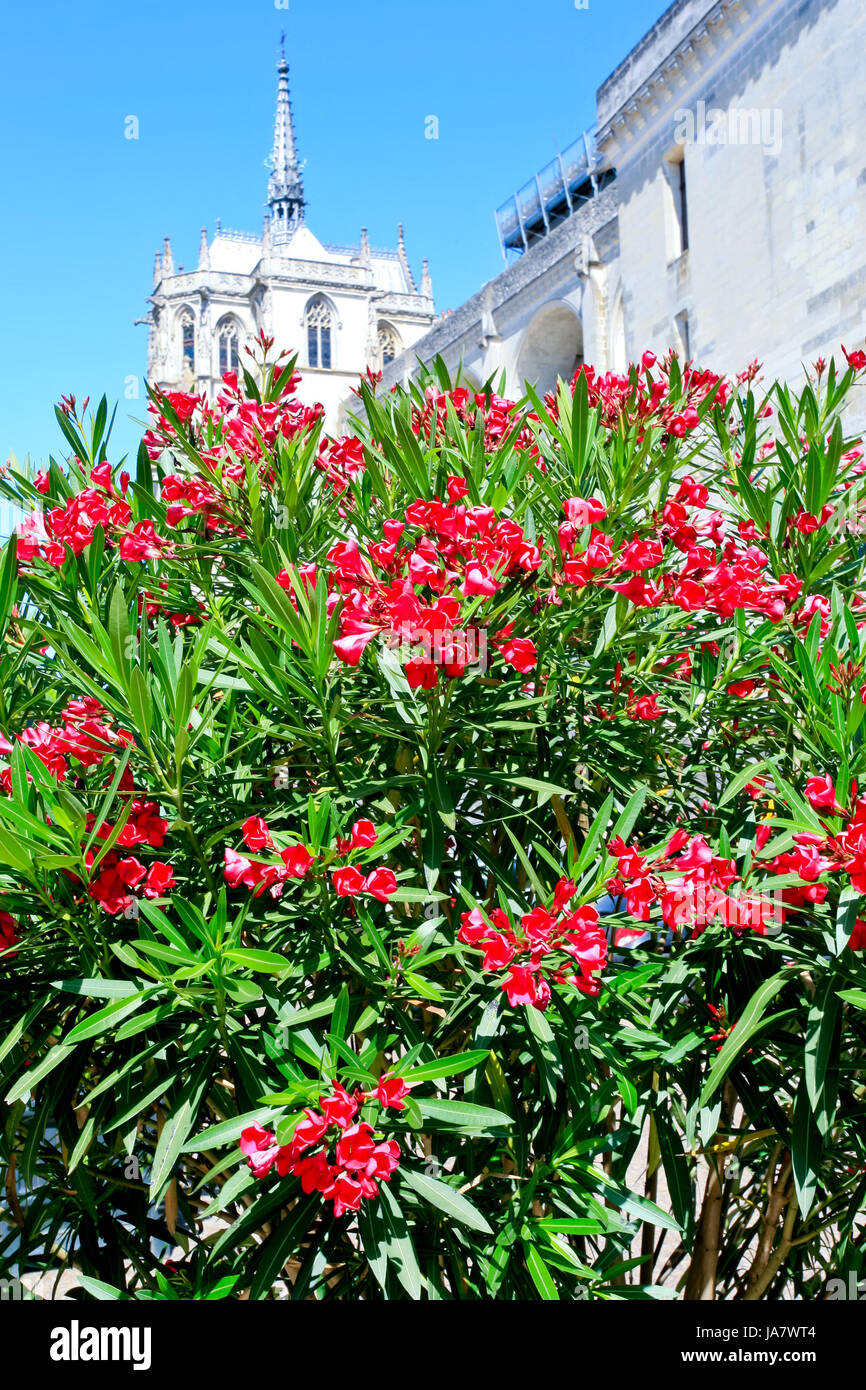 Oleander tree and palace on background in town amboise, france Stock ...
