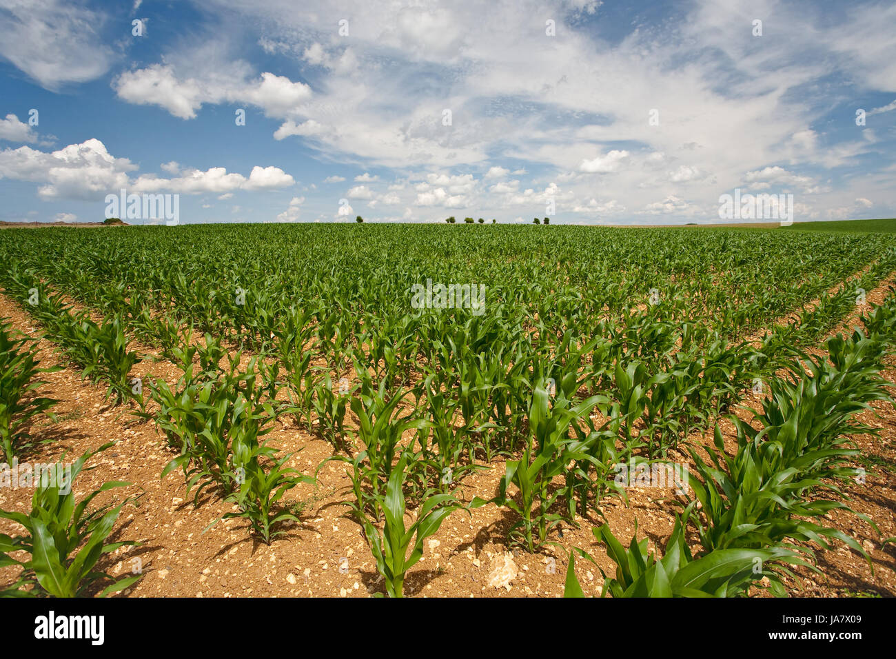 blue, leaf, agrarian, agricultural, fodder, tree, horizon, garden, bed ...
