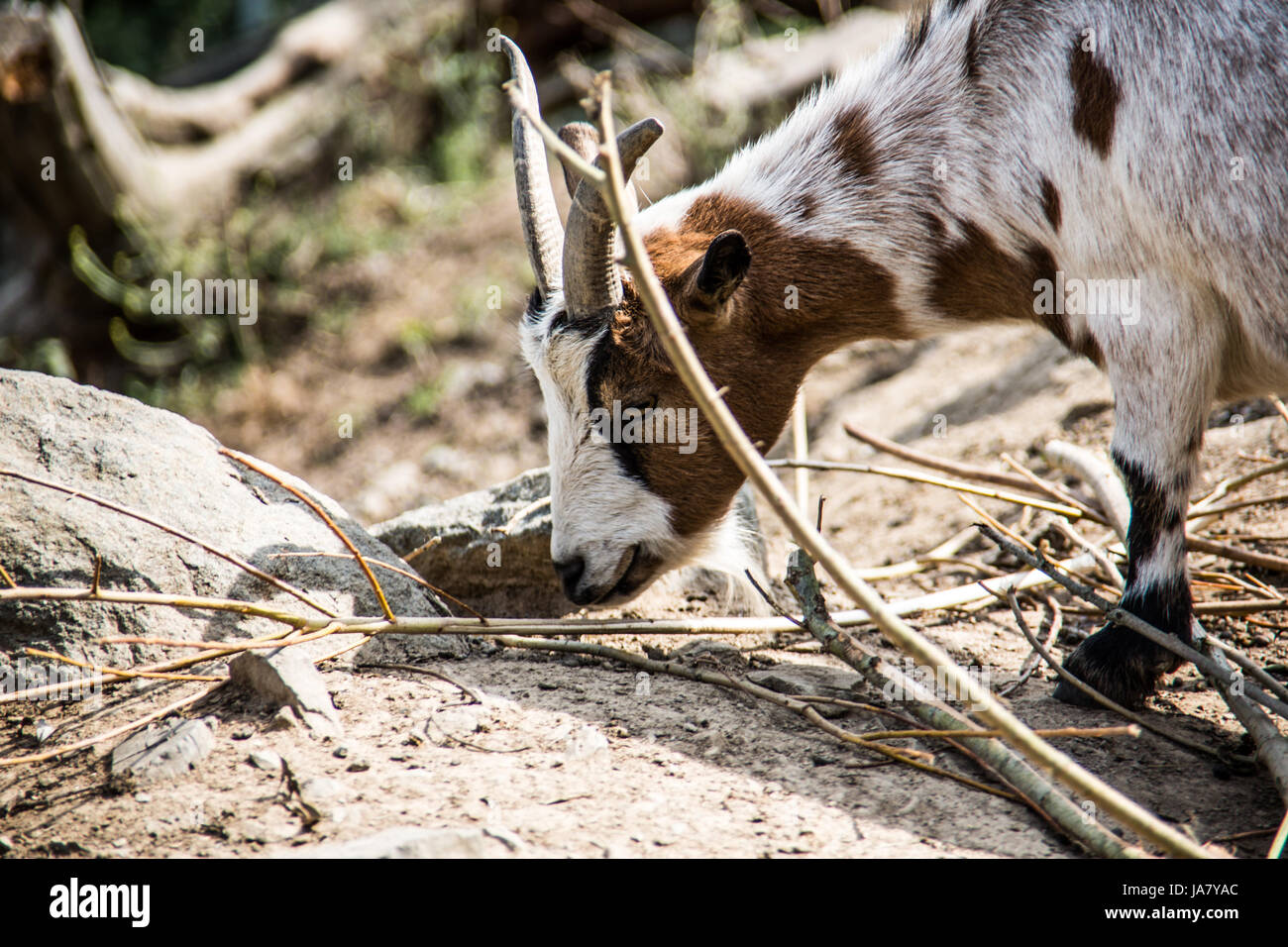 goat, pets, hoofed animals, herbivore, goat, pets, mammals, hoofed animals Stock Photo Alamy