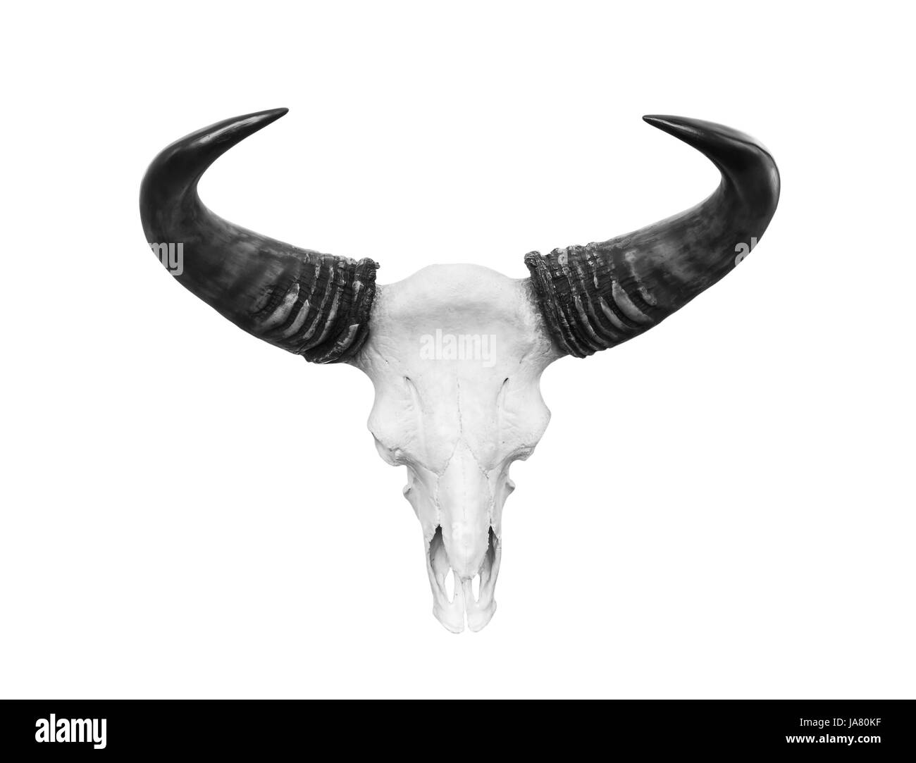 close, isolated, death, closeup, american, animal, bull, horn, black, swarthy, Stock Photo