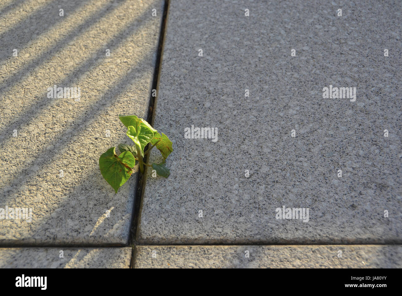 leaves, concrete, habitat, pavement, outlive, adaptation, survival, plant, Stock Photo