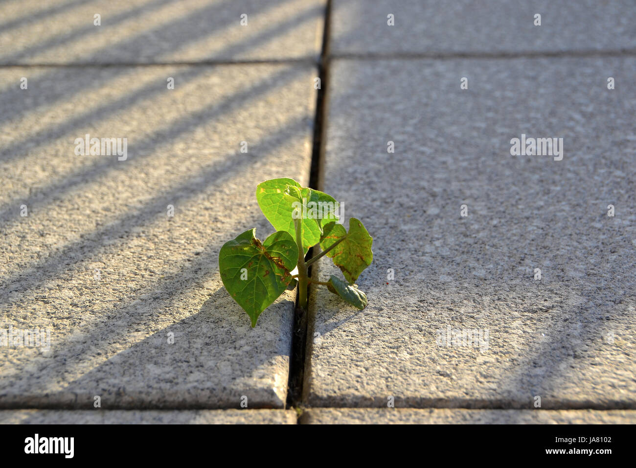 struggle for survival of a plant between paving slabs Stock Photo