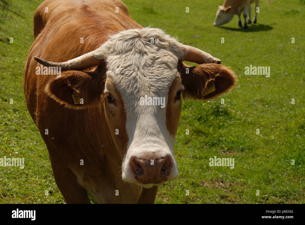 horn, hairs, milk, cream, cow, bovine, willow, horn, hairs, milk