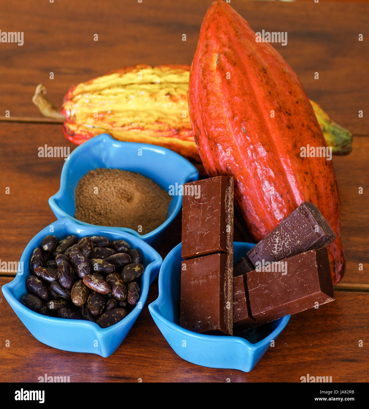 Close up of a fresh cocoa pods: dark dry cocoa bean, pieces of chocolate and powdered cocoa inside of a blue plastic bowl in a wooden background Stock Photo