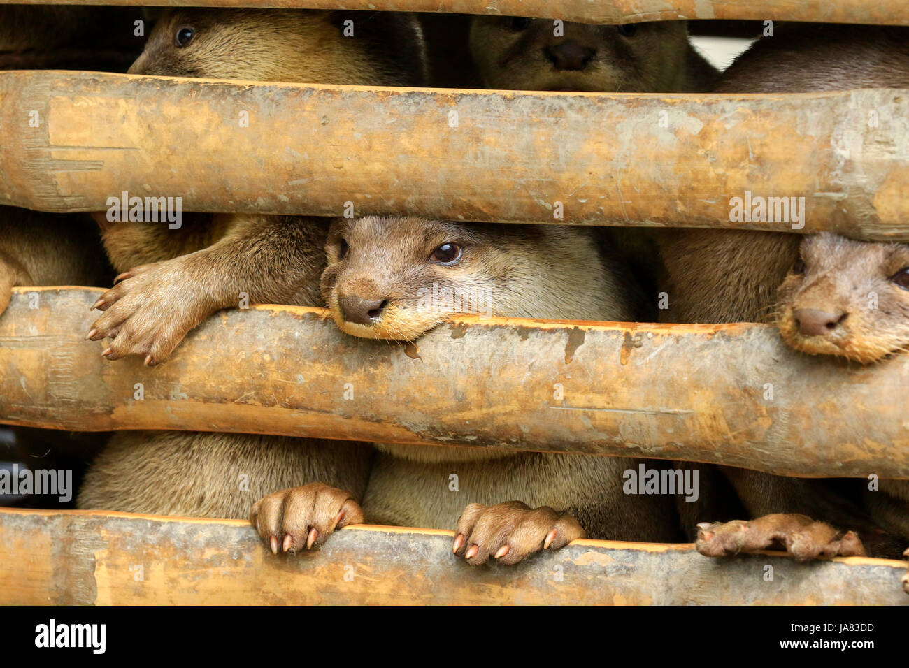 Trained otters in bamboo cage.  They used in traditional fishing. This method has been practiced since the 6th century AD in various parts of the worl Stock Photo
