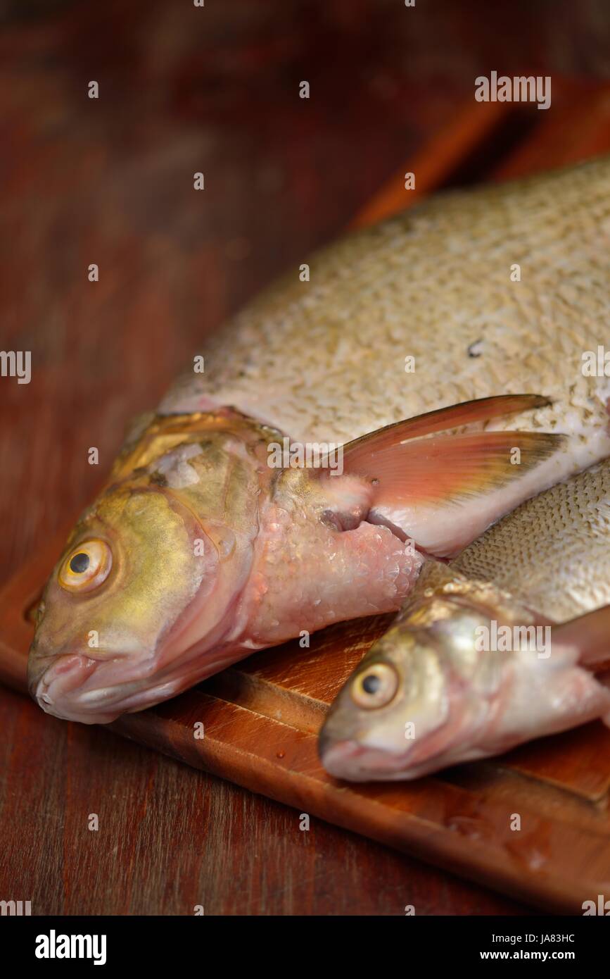 fish, bream, bass, basso, arm, weapon, knive, knife, float, swimmer, swimming, Stock Photo
