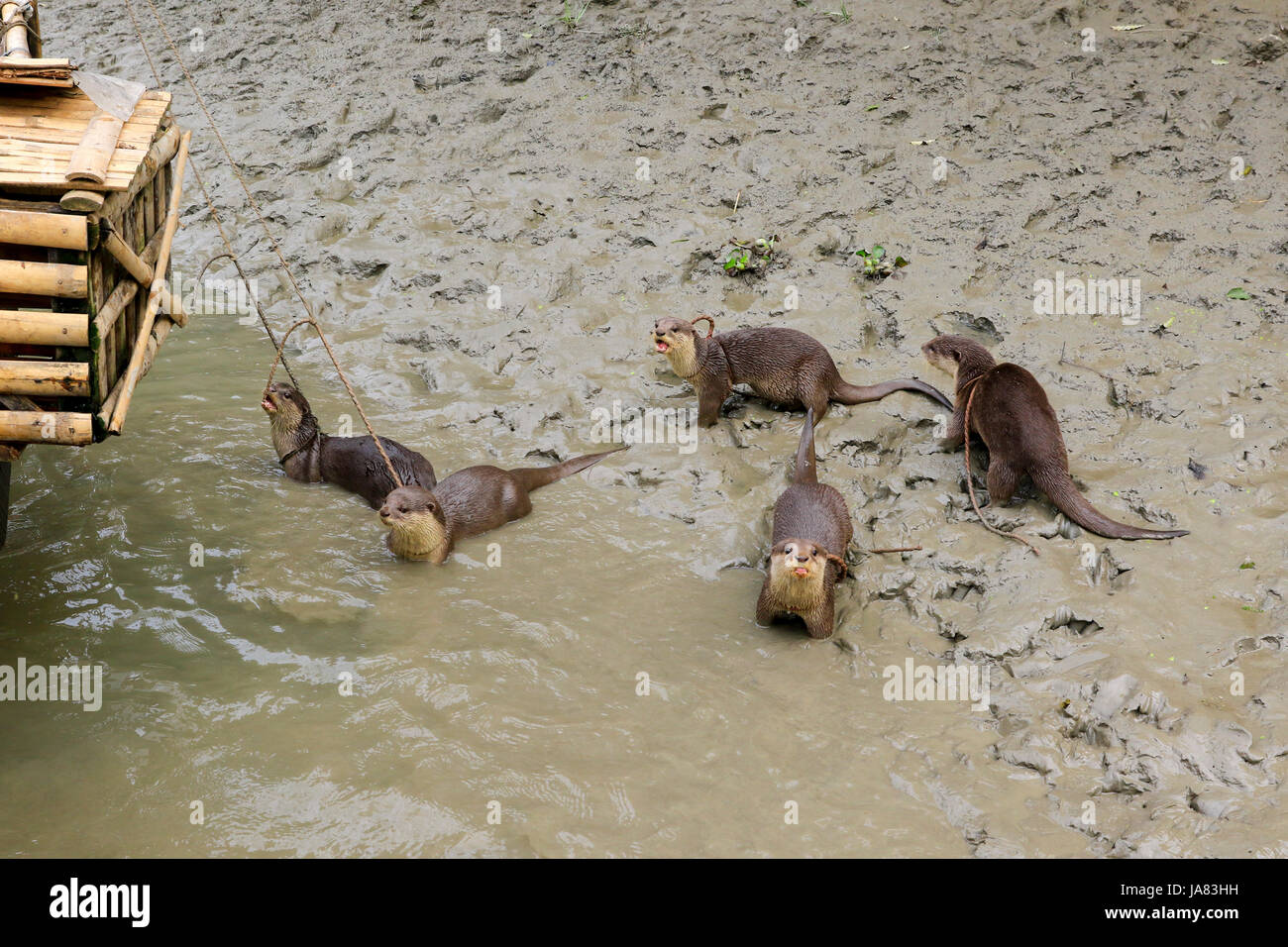 Trained otter using in the traditional otter fishing at Chitra River in