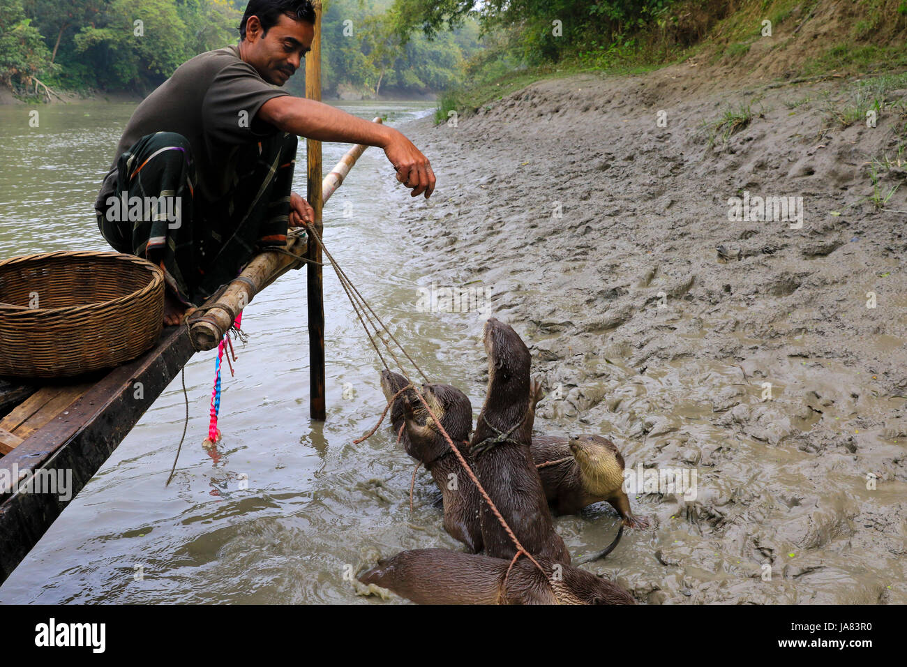 A fisherman feeding trained otters before they go to fishing in the river. Narail Bangladesh. This method has been practiced since the 6th century AD  Stock Photo