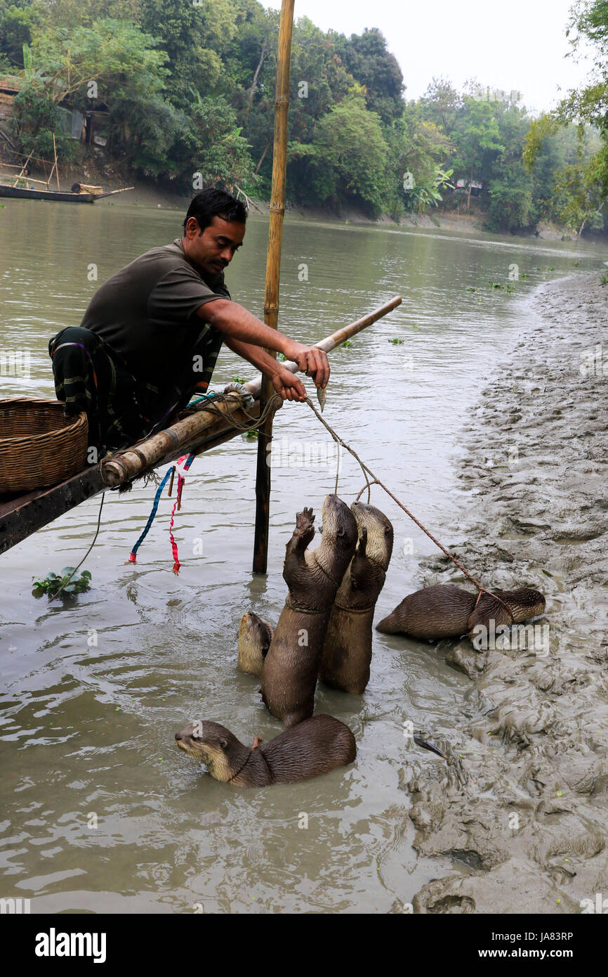 Otter fishing bangladesh hi-res stock photography and images - Alamy