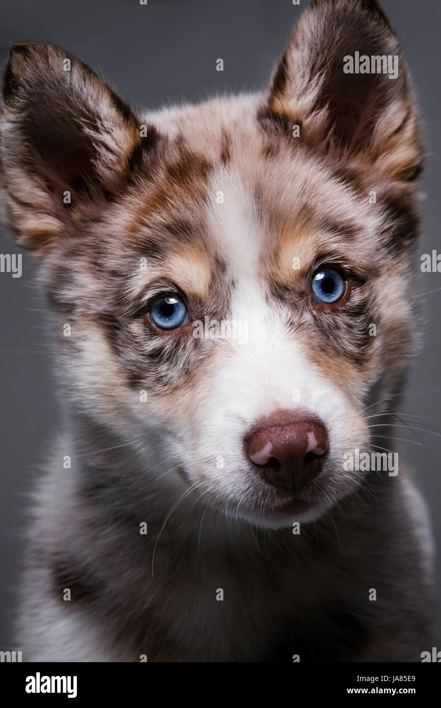 Close-up portrait of a Pomsky puppy with blue eyes looking directly at camera. Stock Photo