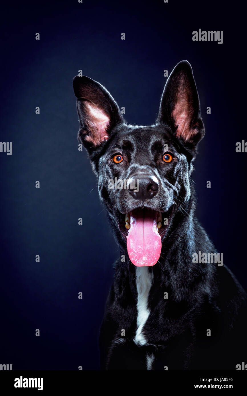 Studio portrait of an expressive German Shepherd / pitbull mix looking excitedly at camera and smiling with tongue out. Stock Photo