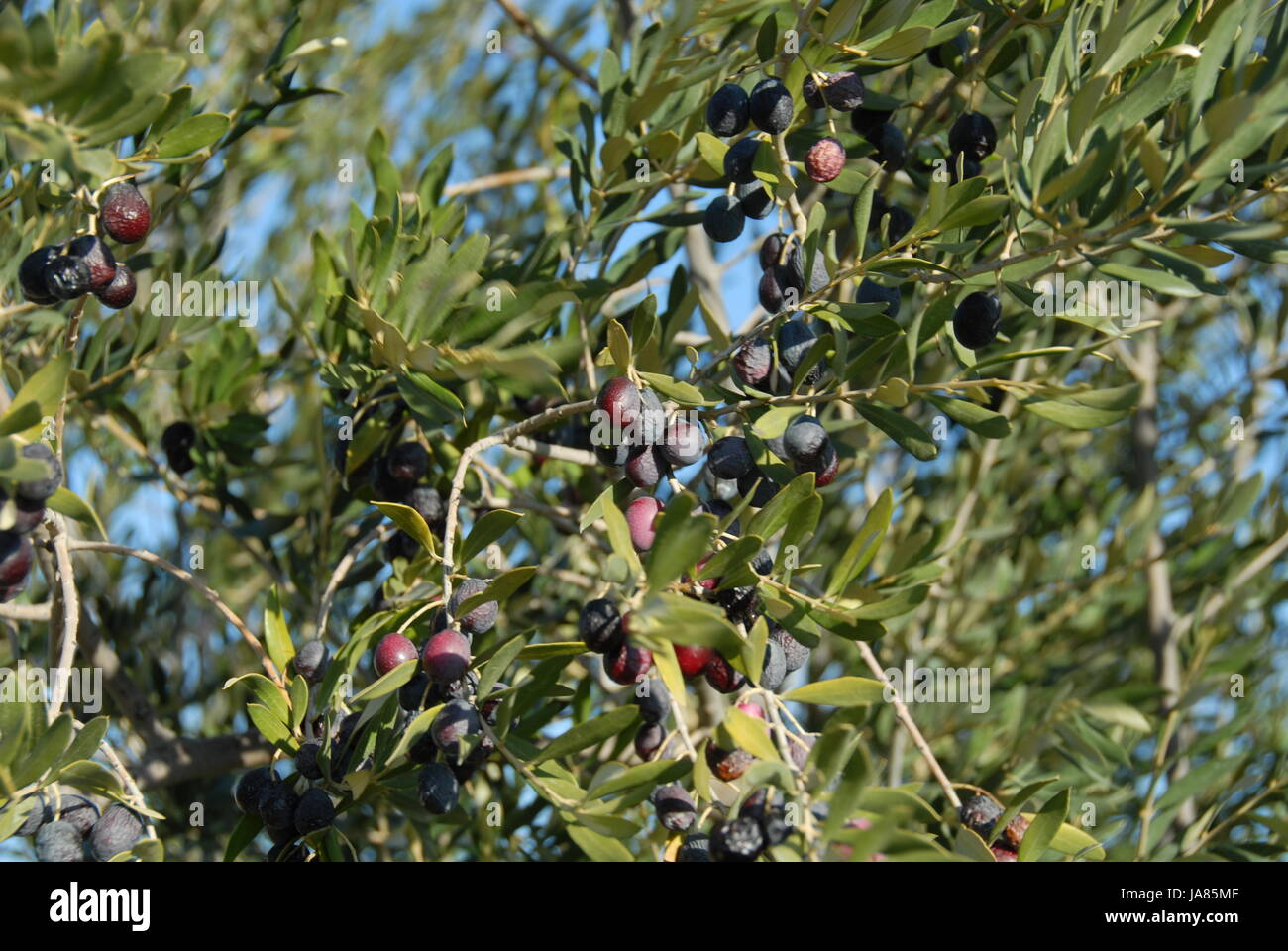 summer, summerly, branch, fruit, olive, olivetree, food, aliment, leaf