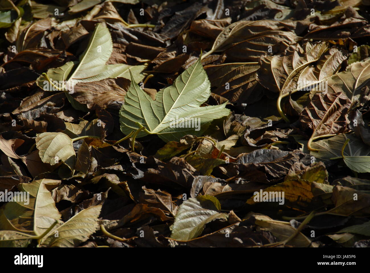 leaves, putrefy, grey, gray, foliage, fall, autumn, blue, beautiful, Stock Photo