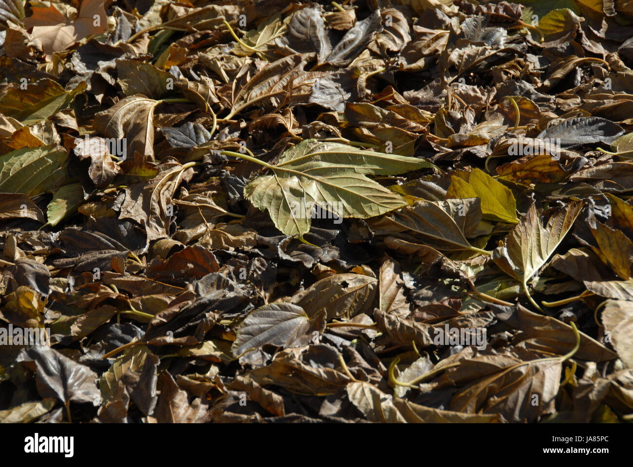 leaves, putrefy, grey, gray, foliage, fall, autumn, blue, beautiful, Stock Photo