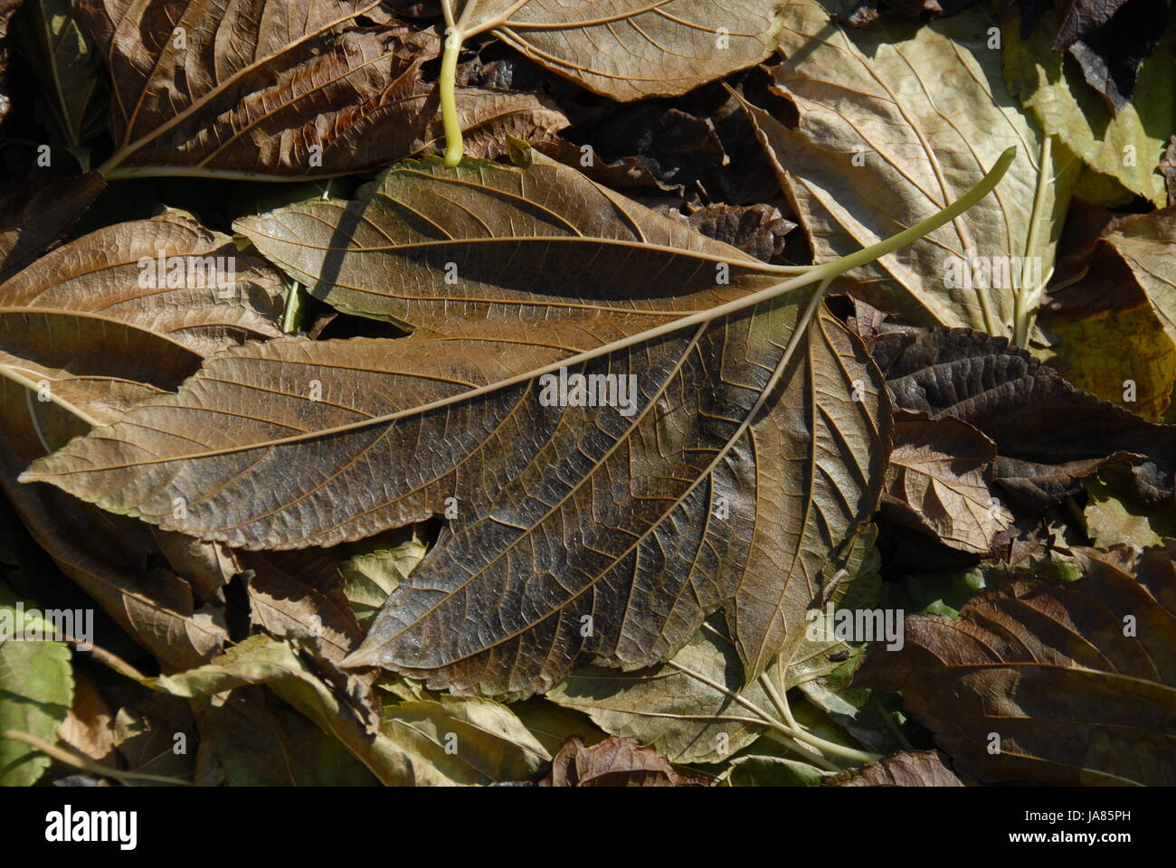 leaves, putrefy, grey, gray, foliage, fall, autumn, blue, beautiful, Stock Photo