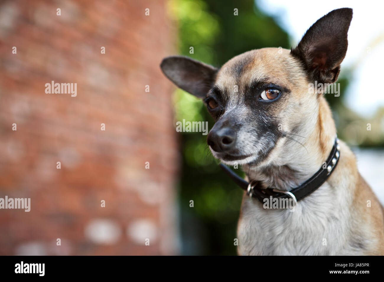 Outdoor portrait of a chihuahua smirking at camera. Stock Photo