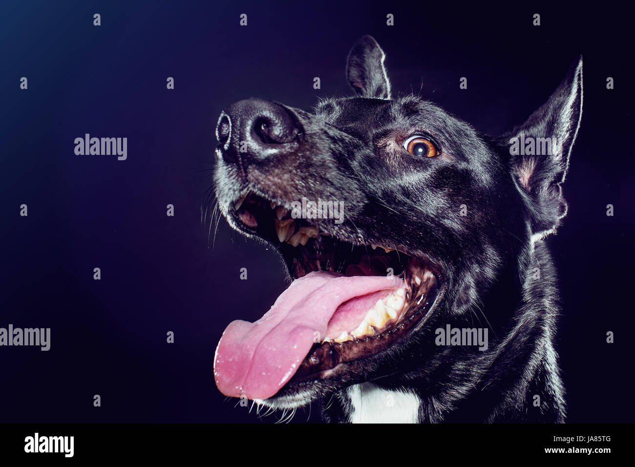Studio profile portrait of a black German Shepherd mix looking excitedly at camera with tongue out, Stock Photo