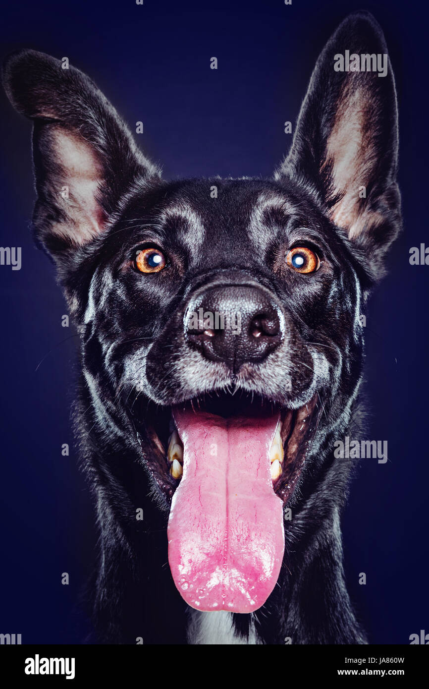Animated studio portrait of a cute black German Shepherd mix smiling at camera with tongue extended. Stock Photo