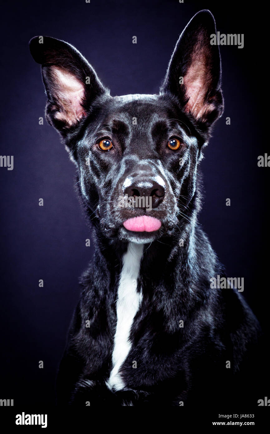 Studio portrait of a German Sheperd / pitbull mix sticking tongue out at camera. Stock Photo