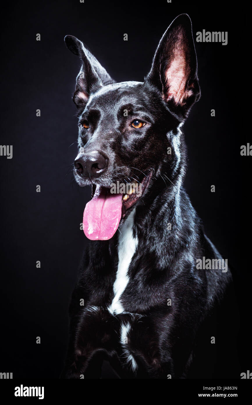 Studio portrait of a black German Shepherd / pitbull mix on a dark background. Dog is facing forward, smiling and looking off-camera. Stock Photo