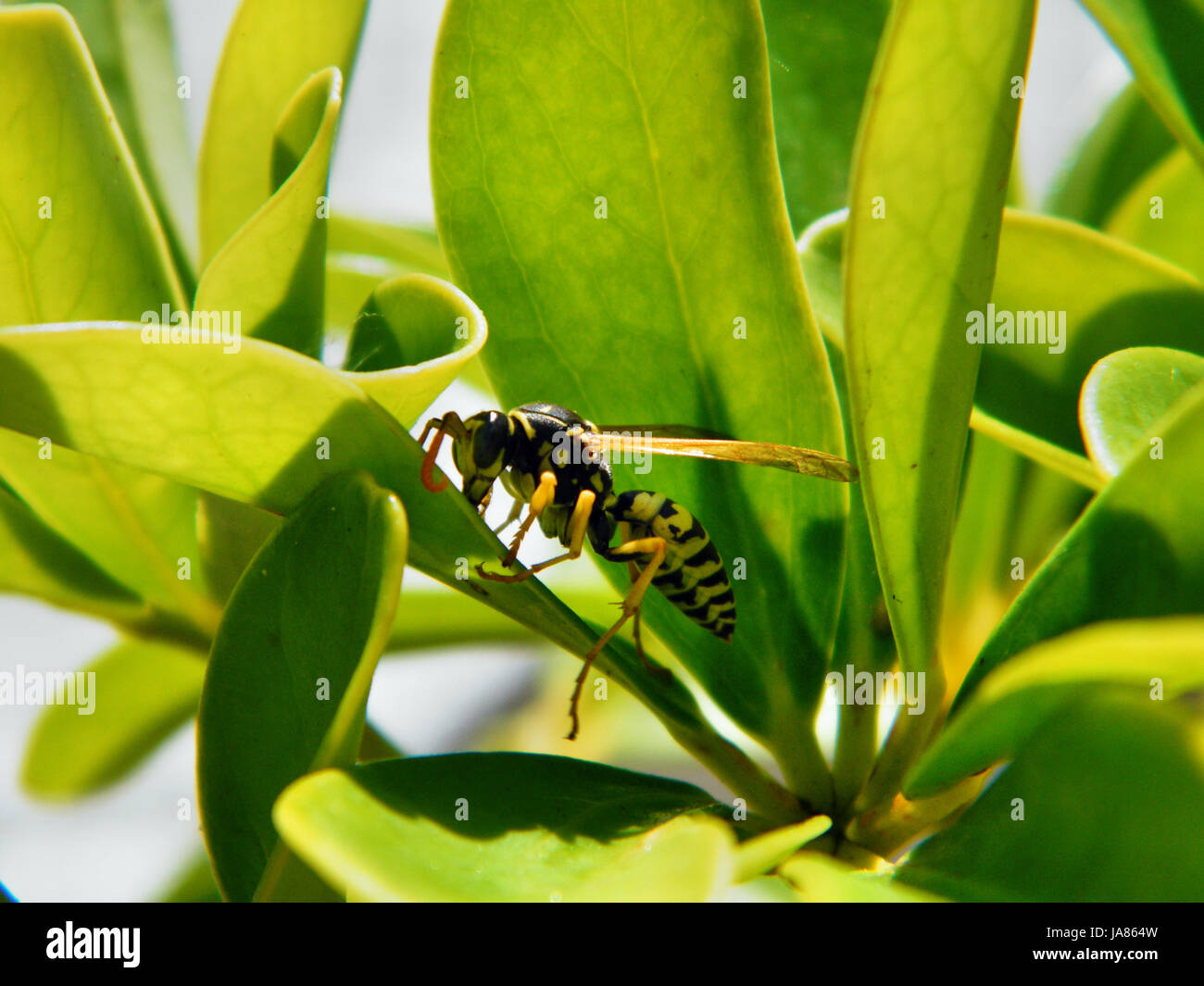 insect,wasp,sting,poison,allergy,articulate animal,hautflgler,papierwespe Stock Photo