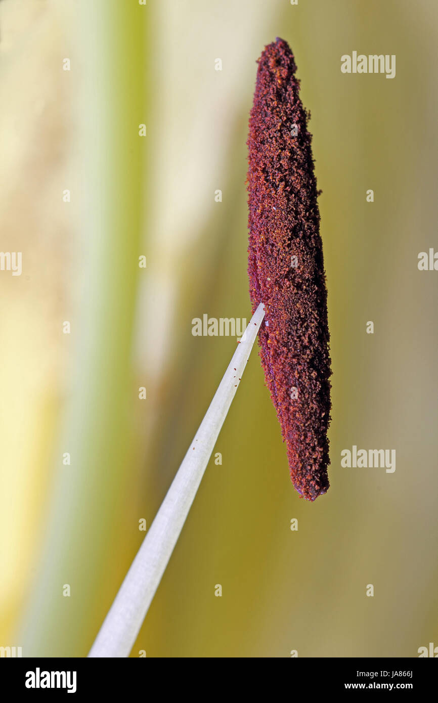 stamen of a lily Stock Photo