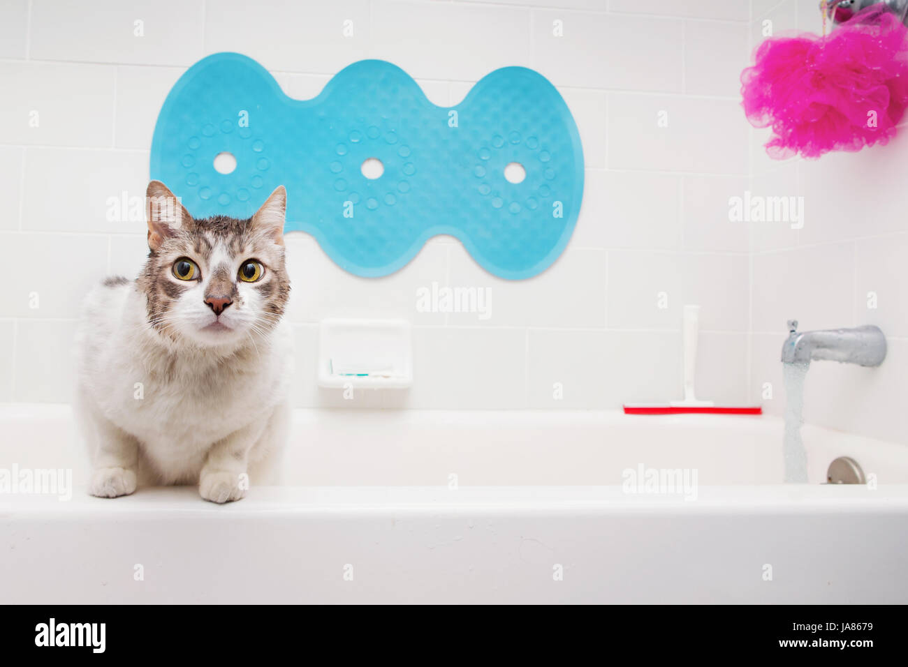 White cat in bathtub with cautious expression. Stock Photo