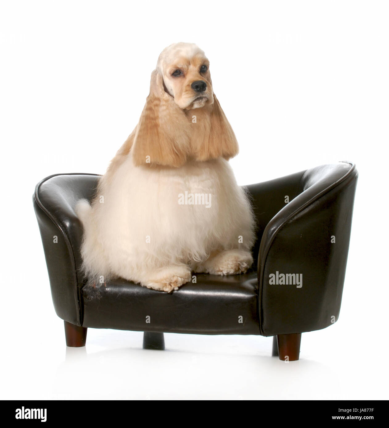 wait, waiting, colour, space, american, animal, pet, mammal, bed, brown ...