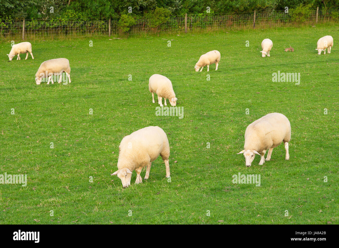 Rabbit fence field hi-res stock photography and images - Alamy