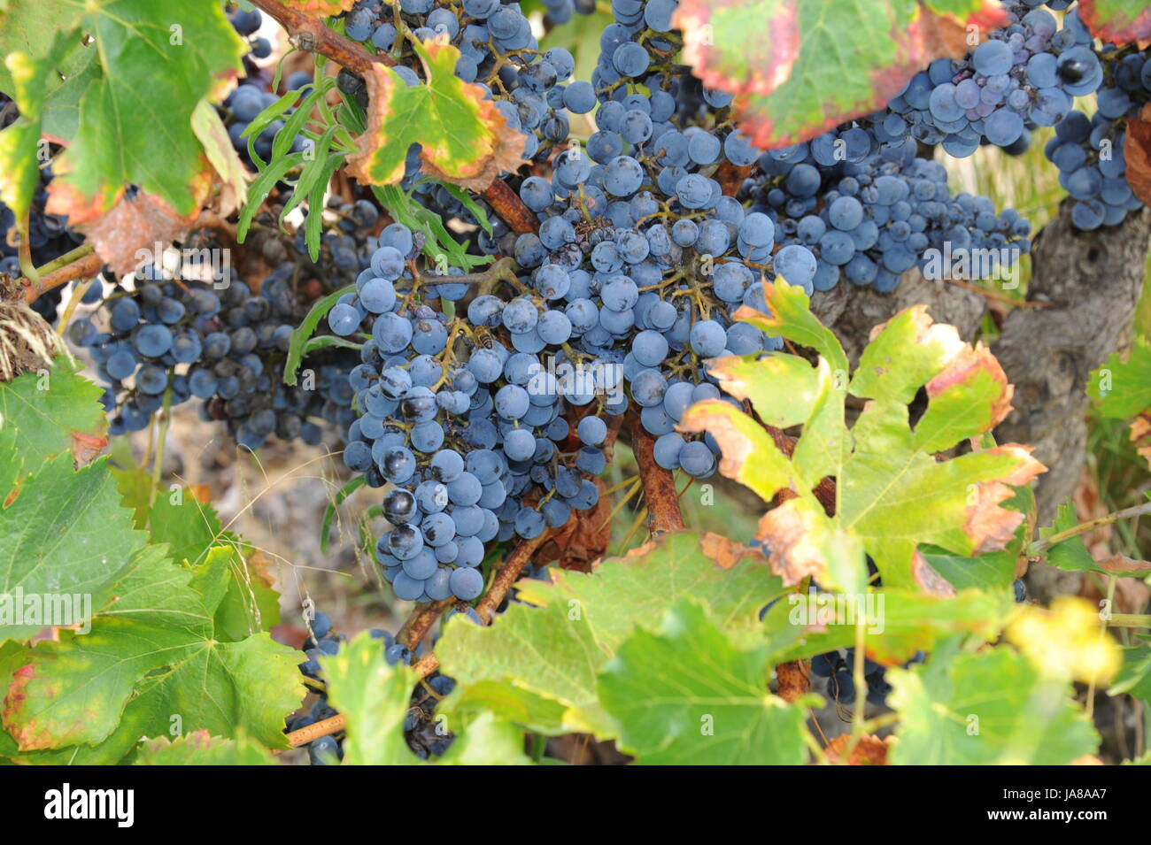 grapes, fruit, pick, food, aliment, vitamins, vitamines, agriculture