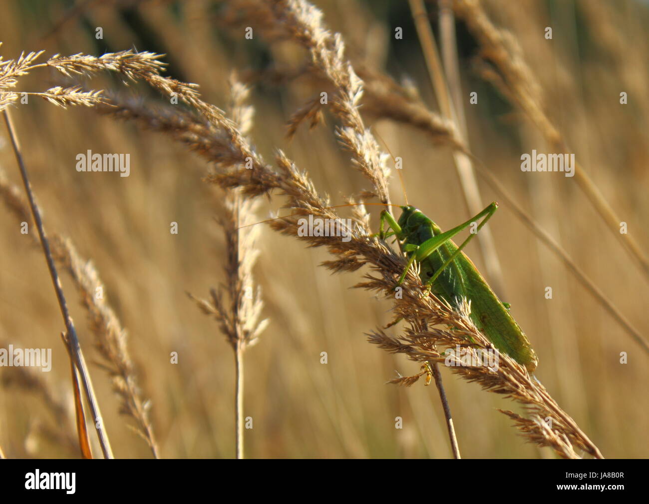 insect, field, wildlife, wheat, grasshopper, cricket, lawn, green, close, Stock Photo