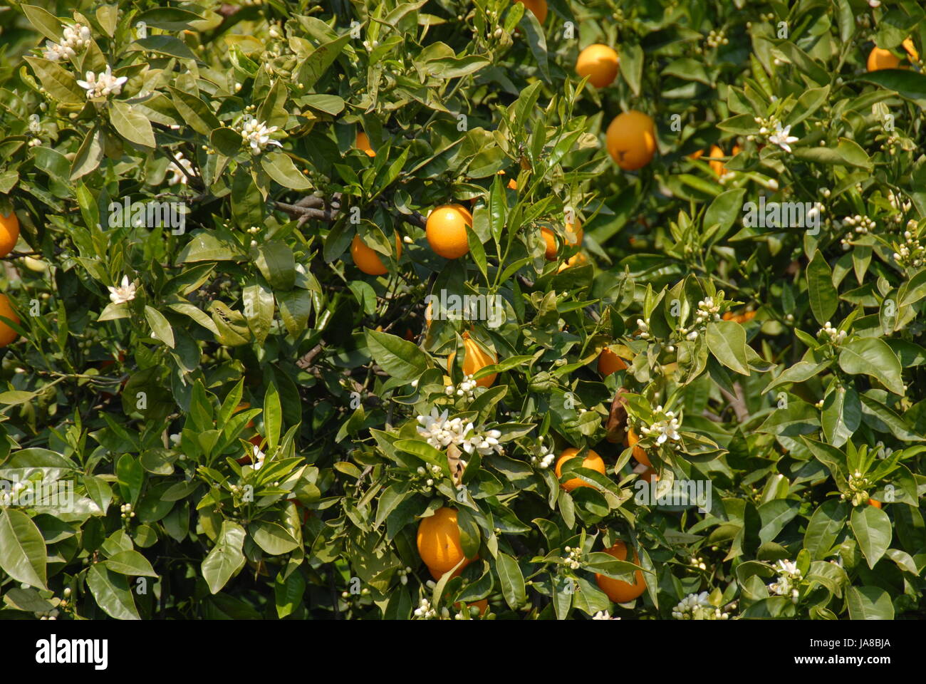 orange blossom tree - oranges bloom Stock Photo - Alamy