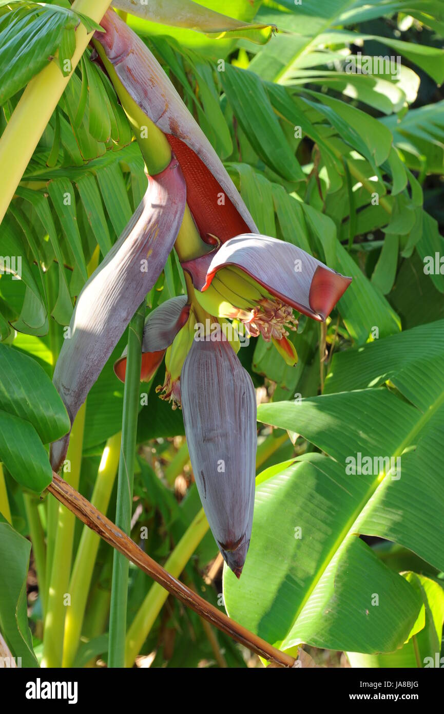 bananas, sweetly, green, iron, sugar, copper, bananas, magnesium