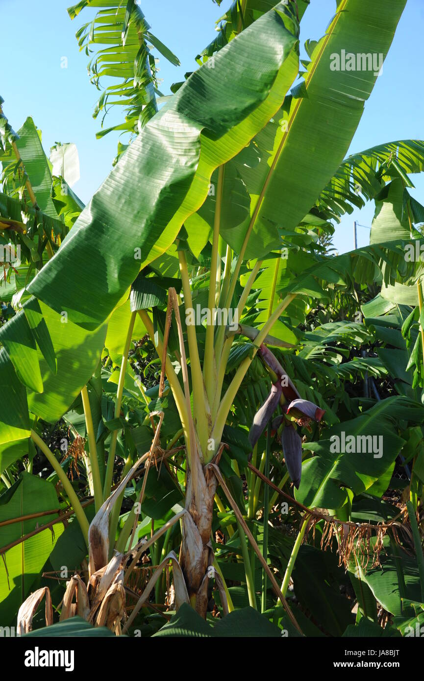 bananas, sweetly, green, iron, sugar, copper, bananas, magnesium