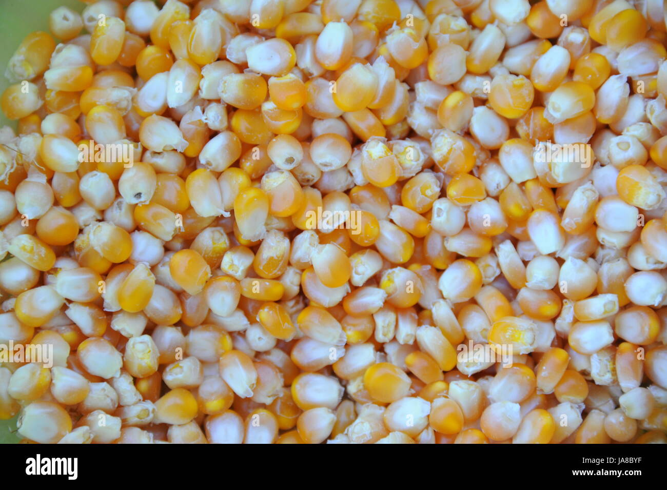 green, field, acre, corn, corncob, harvest, green, field, acre, corn ...