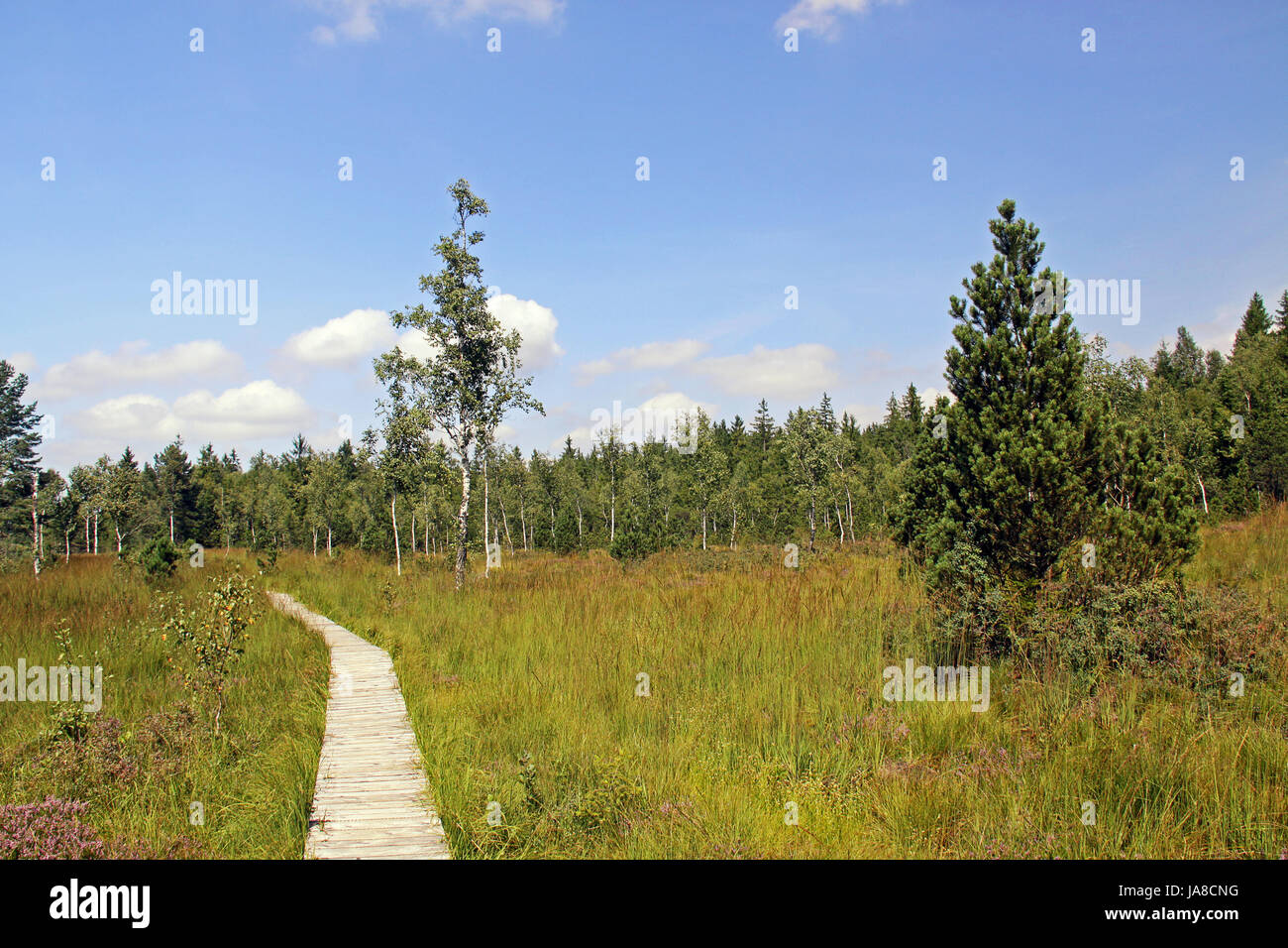 fen, birch, boardwalk, alps, conservation of nature, nature-sanctuary, bridge, Stock Photo