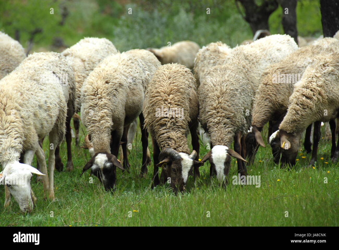 horn, hairs, sheep, willow, horn, hairs, sheep, to