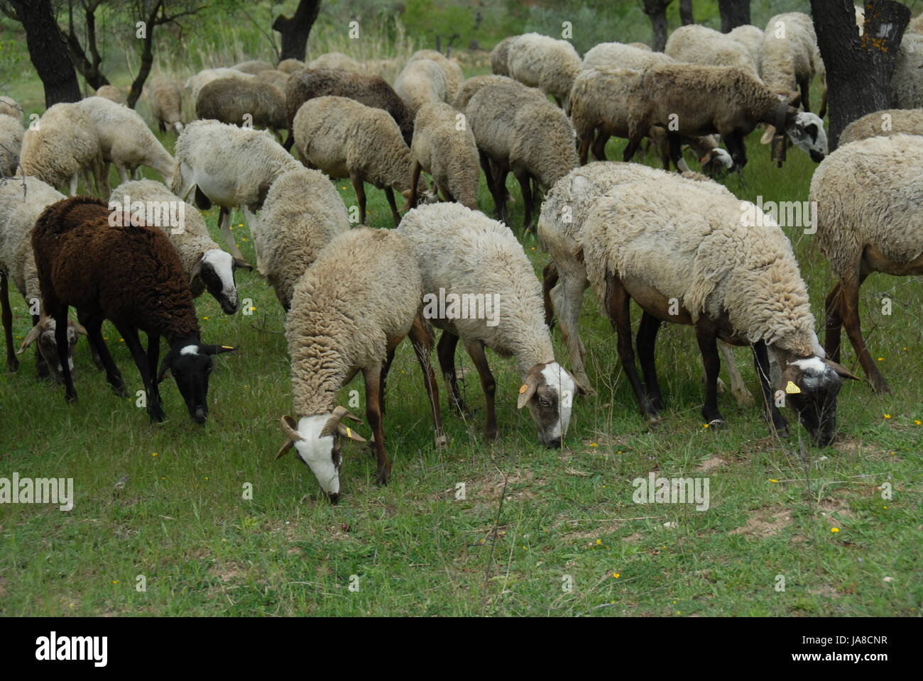 horn, sheep, willow, horn, hairs, sheep, to