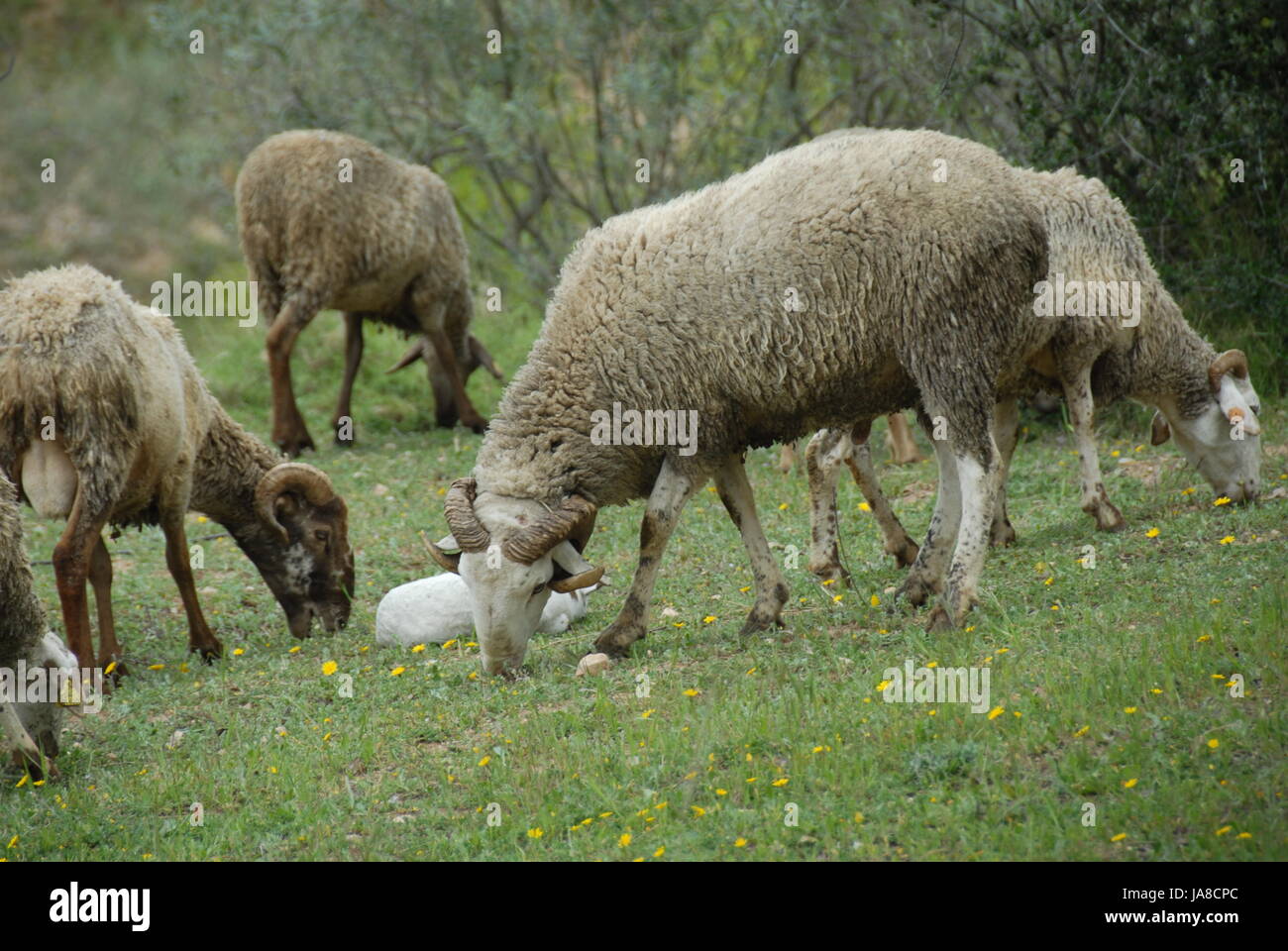 horn, hairs, sheep, wool, willow, horn, hairs, sheep, wool