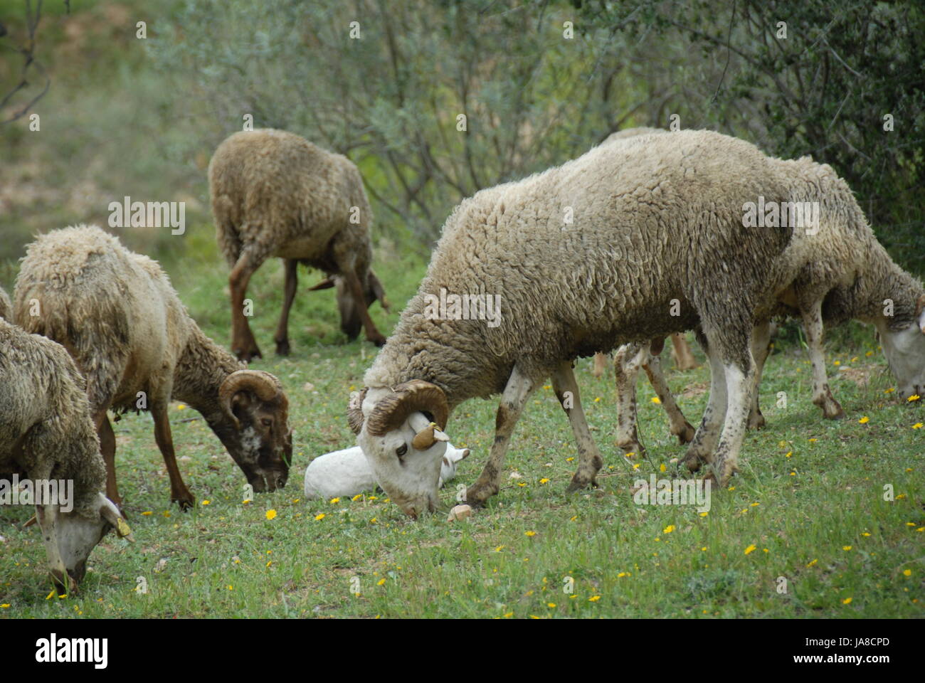 grazing sheep on pasture Stock Photo - Alamy