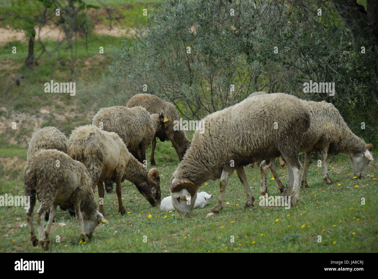 grazing sheep on pasture Stock Photo - Alamy