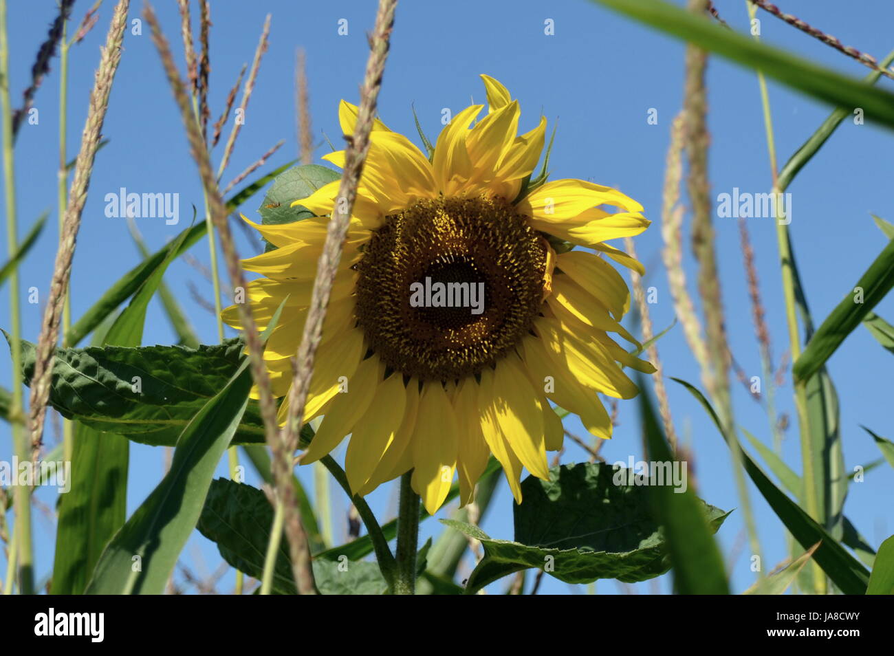 sunflower in corn field Stock Photo Alamy